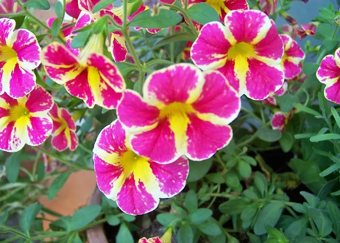 Gasthuis Wendler Bedburg